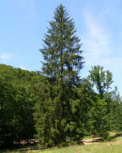koje je najstarije bice2